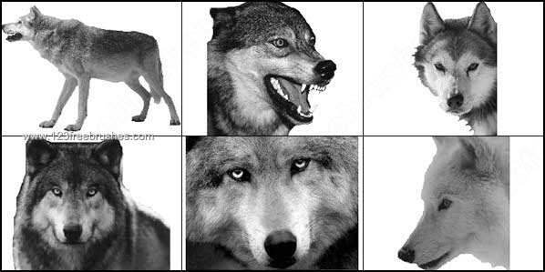 Wolf Brushes for Photoshop