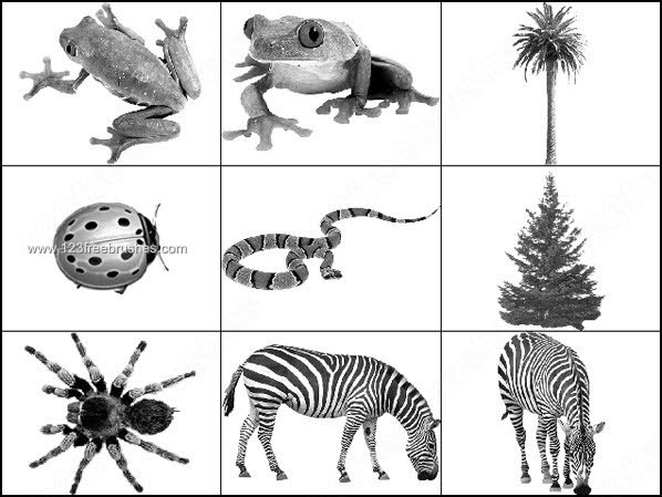 Animal Brushes – Free Snake – Zebra – Frog Photoshop Brushes