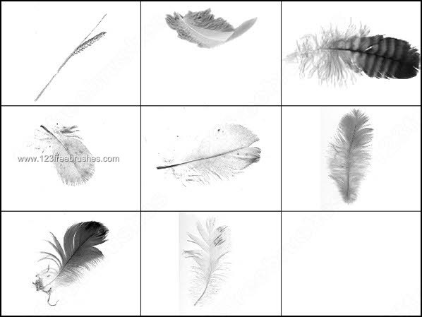 Feathers & Wheat Free Brushes Pack