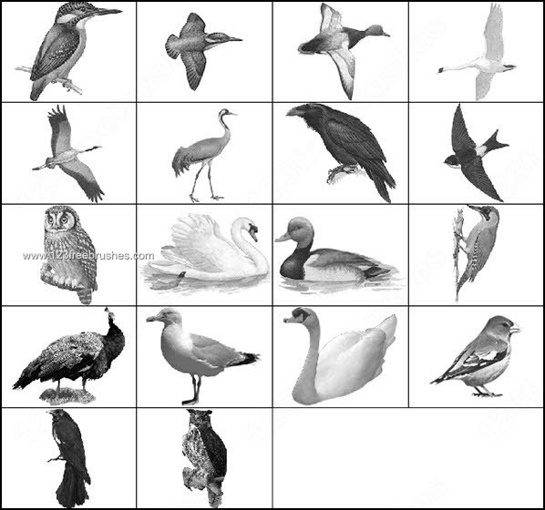 Crow – duck – Heron – Owl Paddy Bird – Peacock – Swan Brushes Free