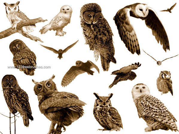 Free Owl Photoshop Brushes