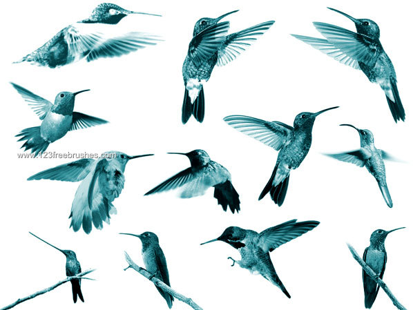 Hummingbirds Photoshop Brushes Free