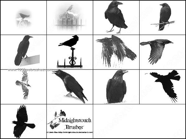 Free Raven Photoshop  Brushes