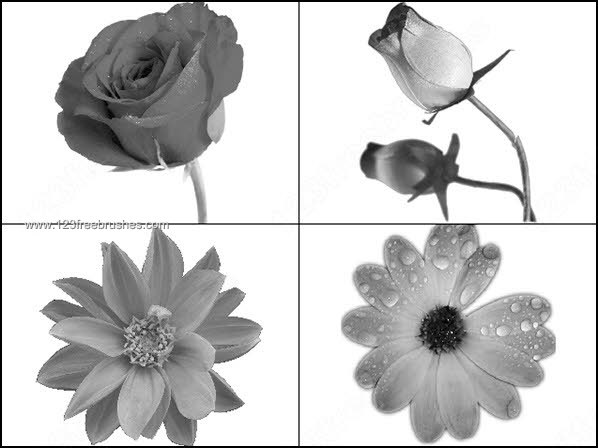 Rose Flower Brushes for Photoshop 7