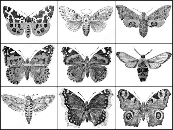 Butterfly Photoshop Brushes Download