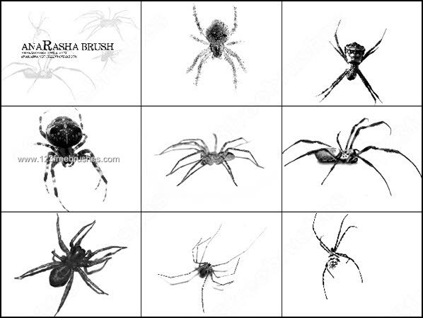 Free Spider Brushes for Photoshop 7