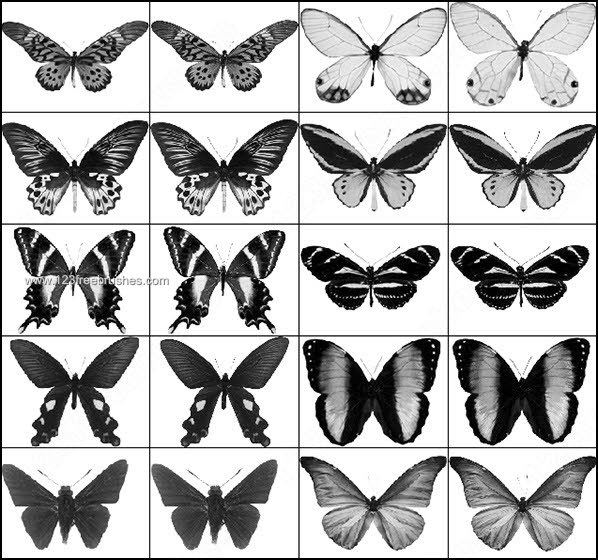 Butterfly Brushes Download