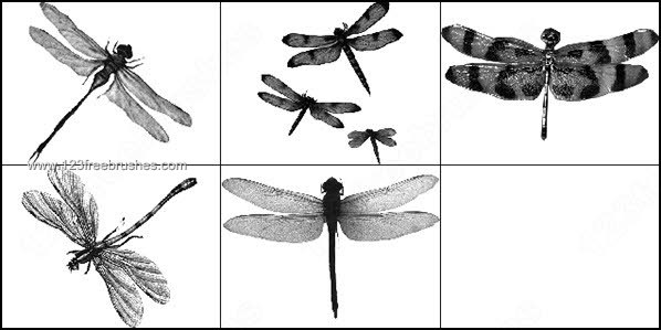 Dragonfly Photoshop Brushes Free