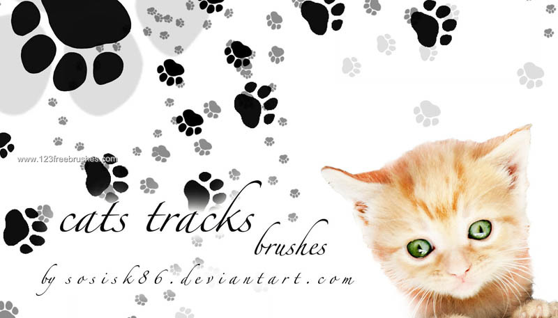 Cats Tracks