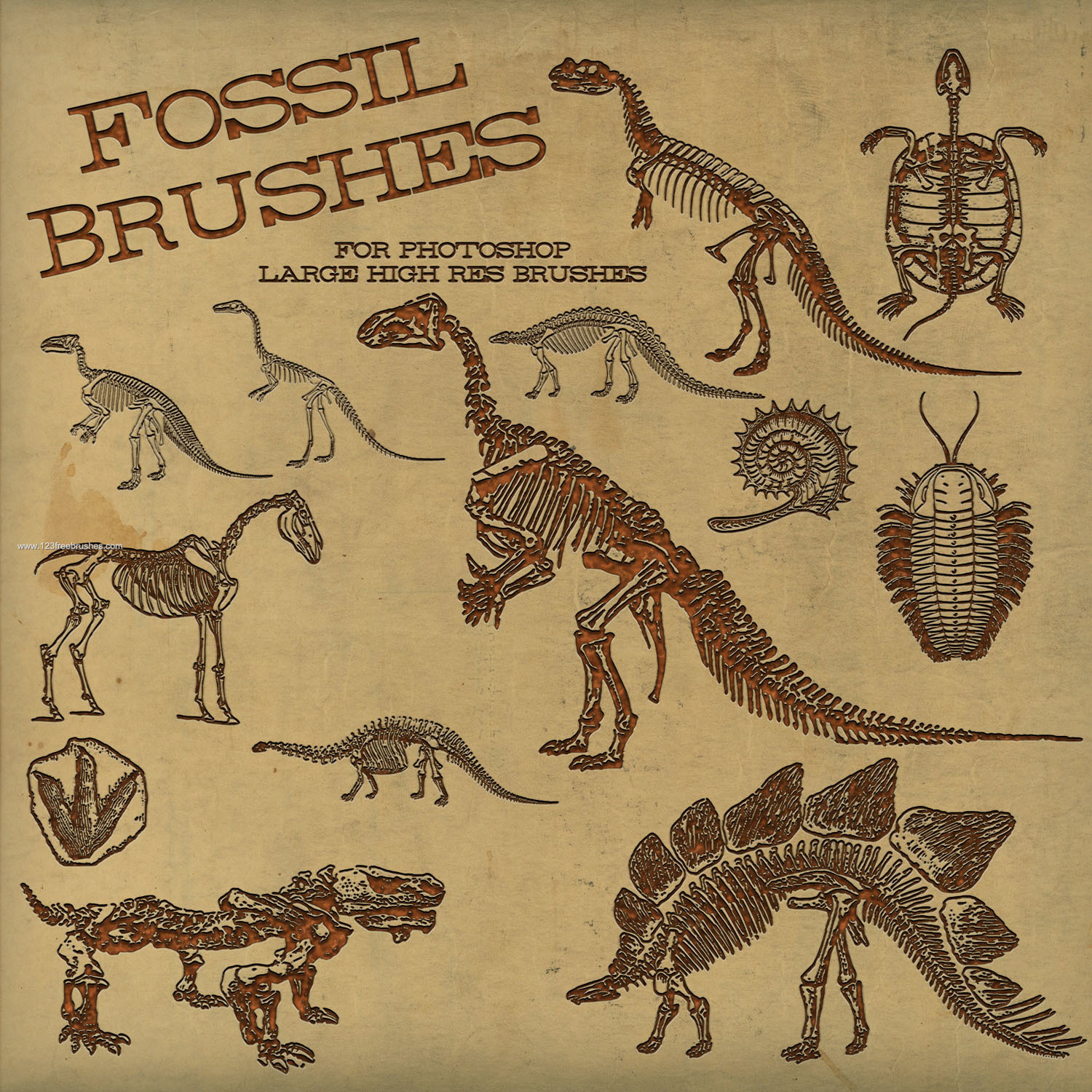 fossil dinosaur