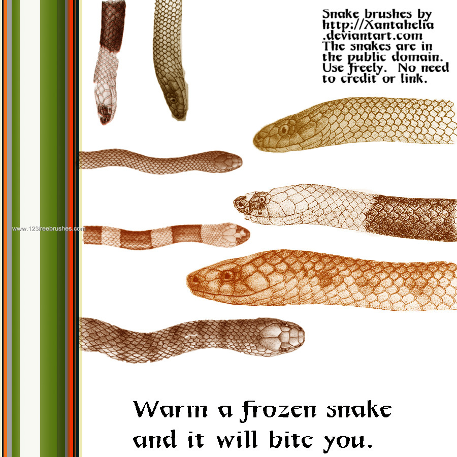 Hoplocephalus Snakes