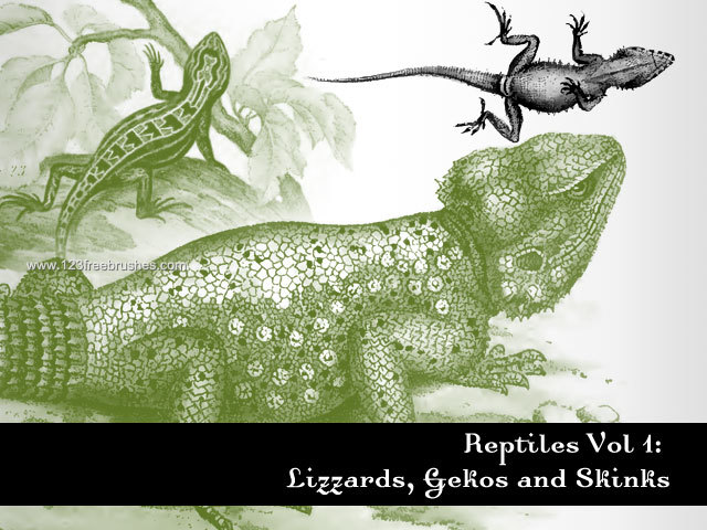 Reptiles – Lizard – Gecko
