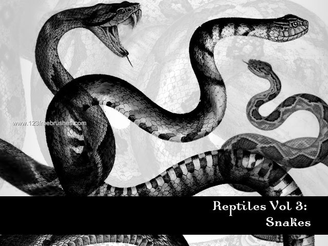 Reptiles – Snakes