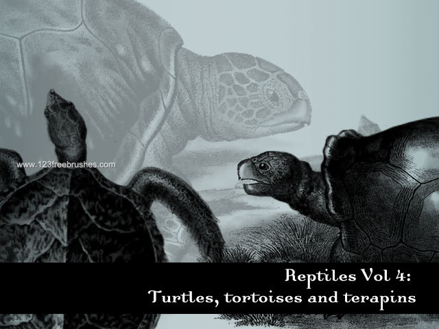 Tortoise – Turtle