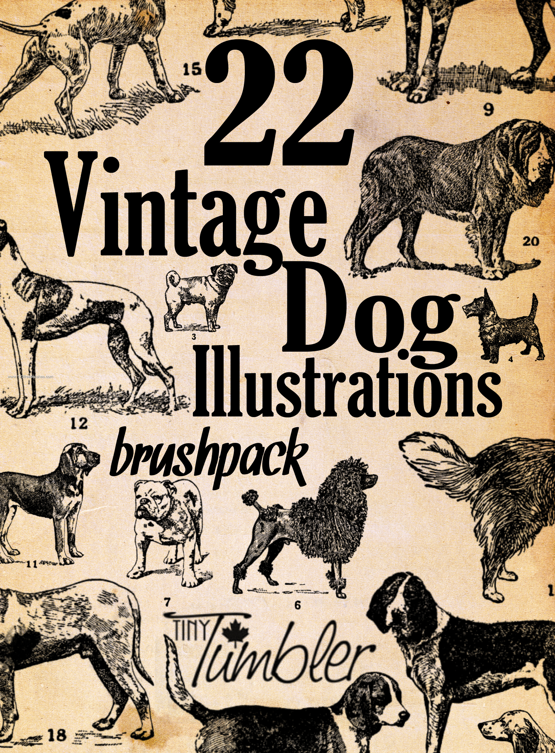 Vintage Dog Illustrations
