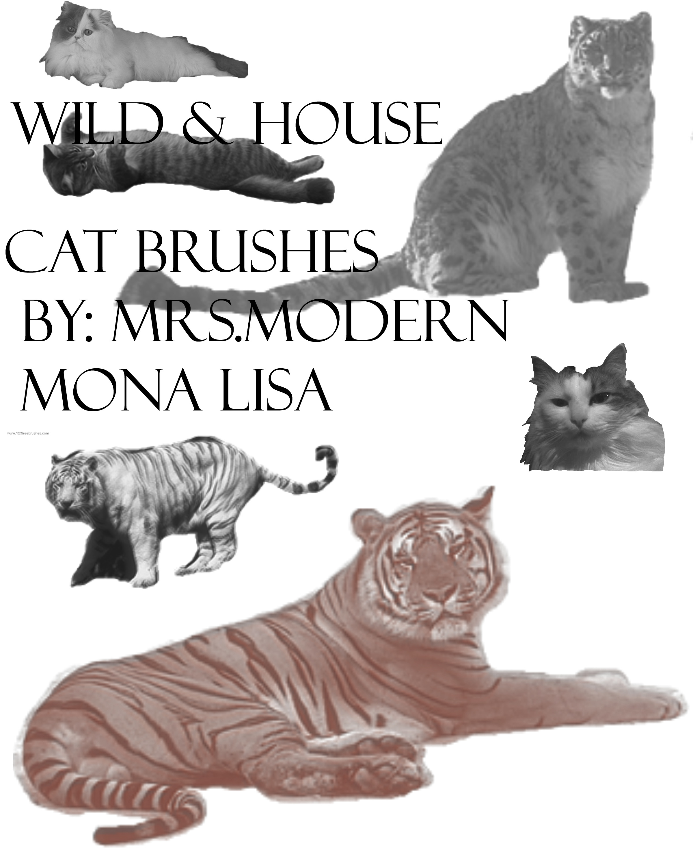 Wild Cats and House Cat