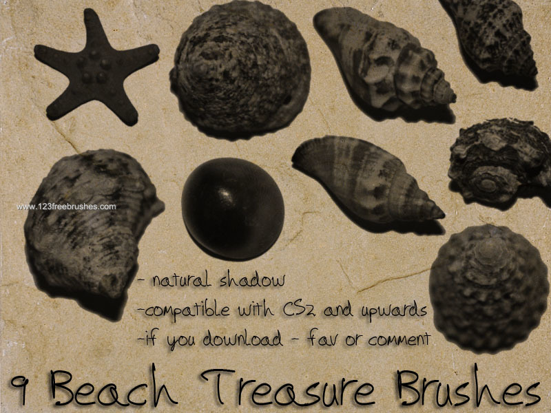 Beach Treasure – Seashell