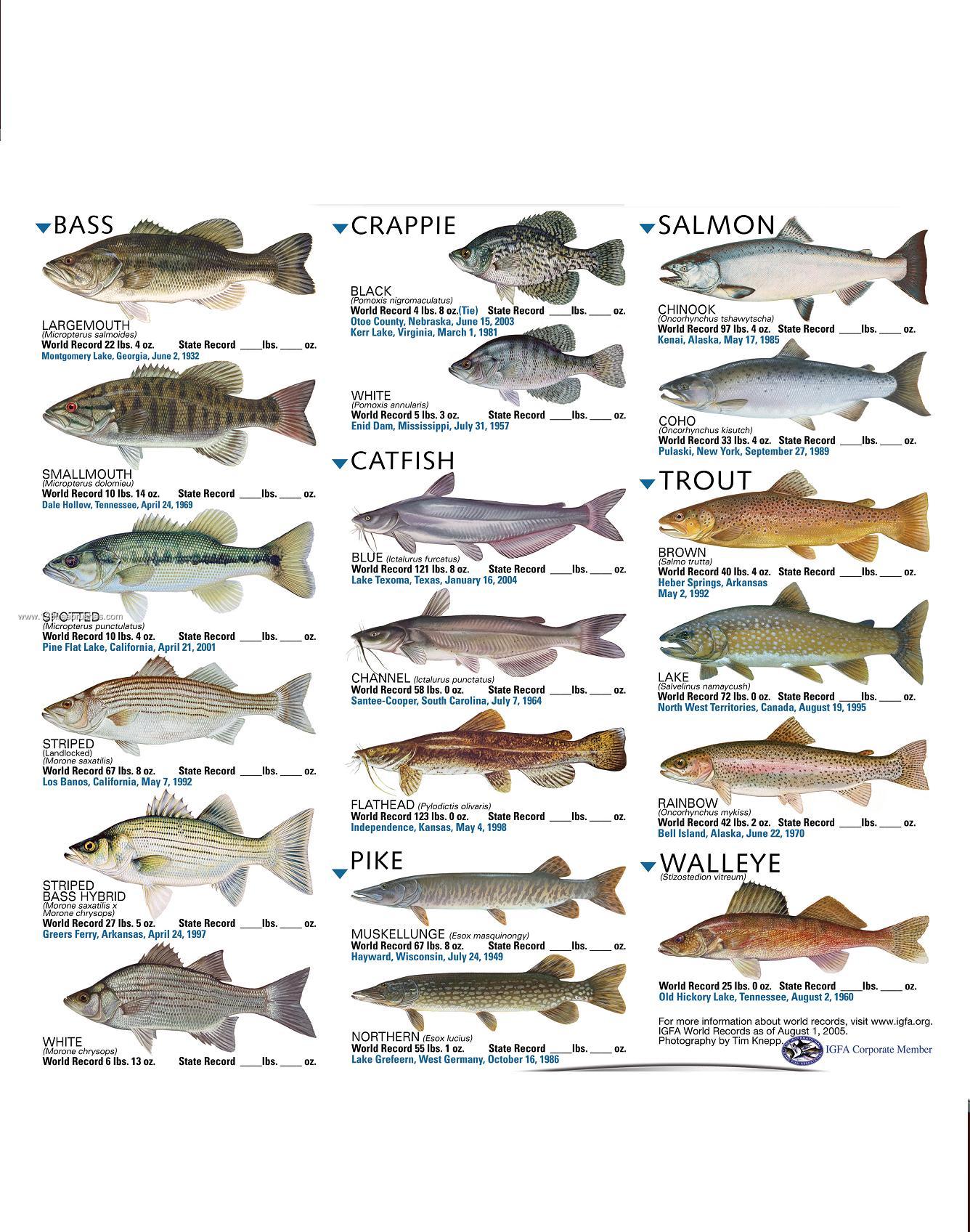 Freshwater Fish Freshwater Fish
