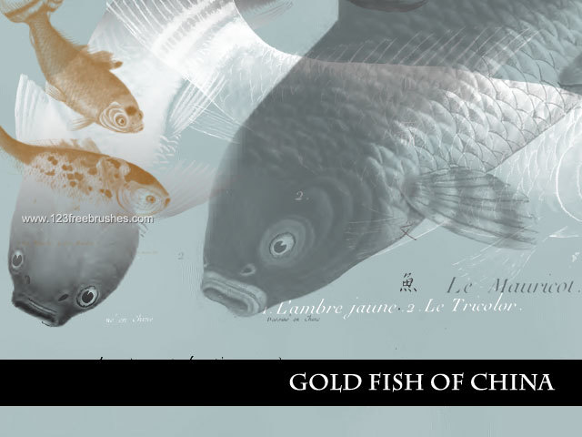 Goldfish of China