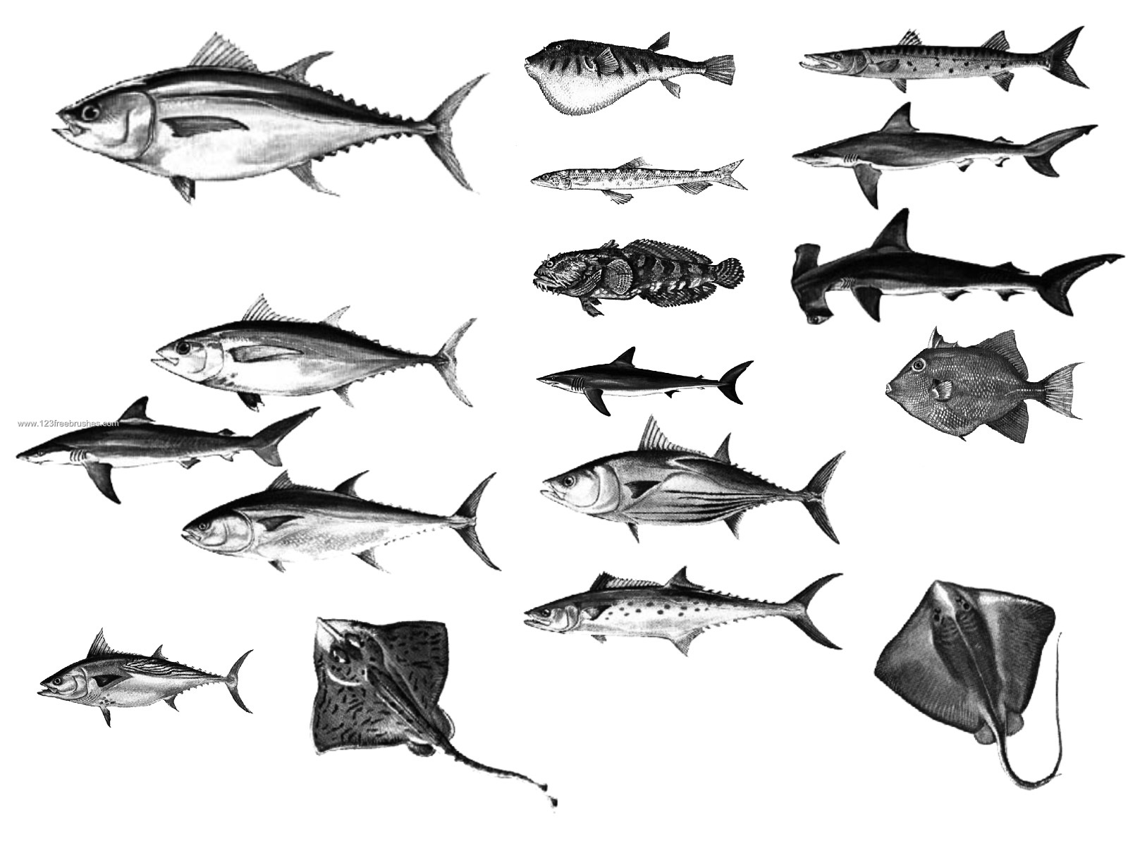 Рыба референс. Рыба с разных ракурсов. Референсы рыб. Рыбки референс.