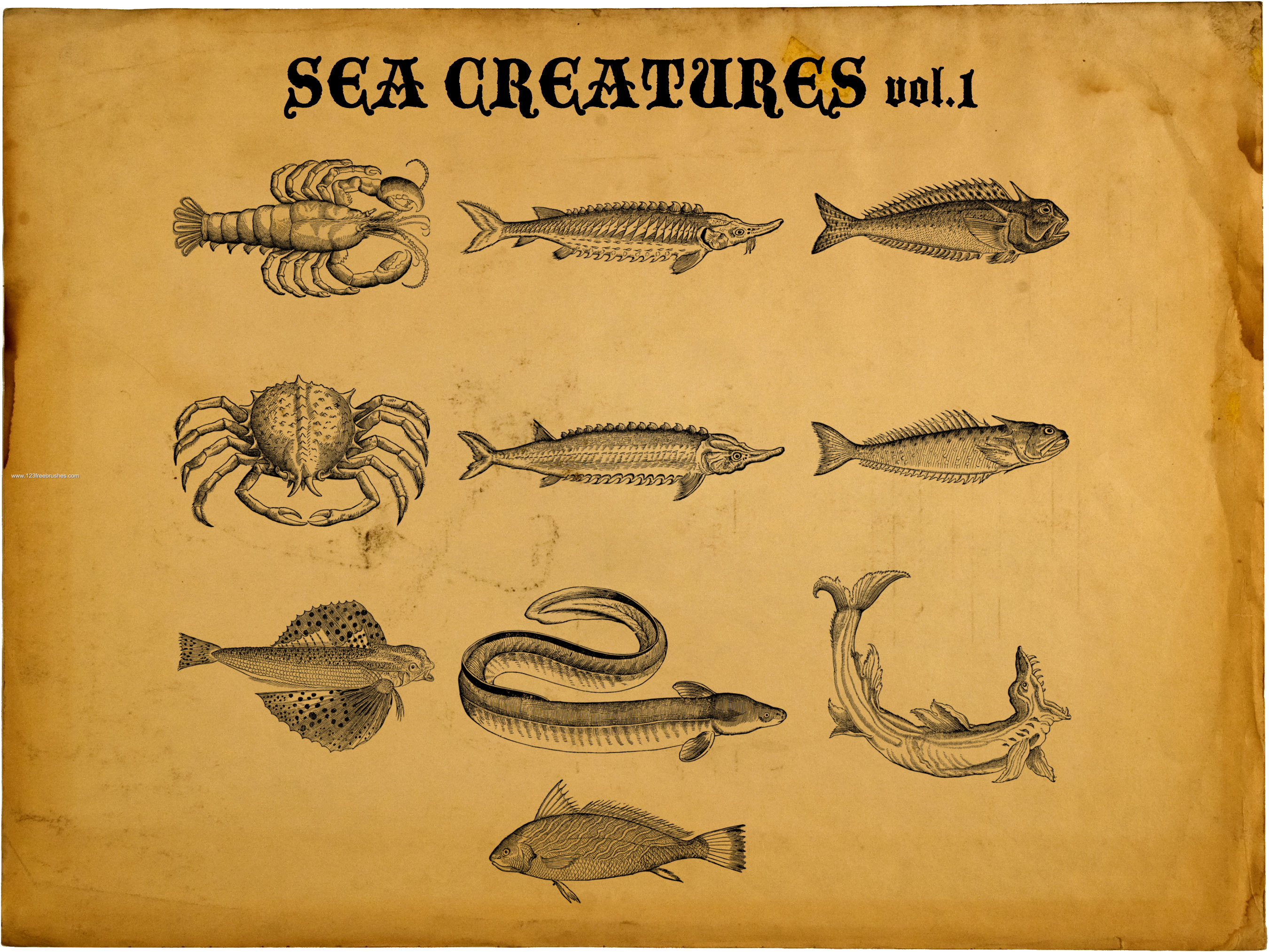 Sea Creatures – Fish – Lobster