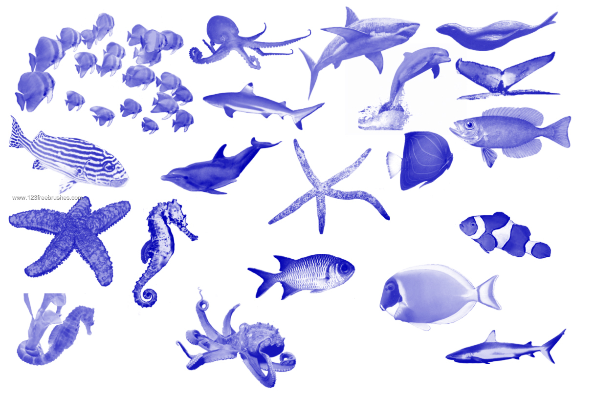 Sea Creatures – Seahorse – Dolphin Fish