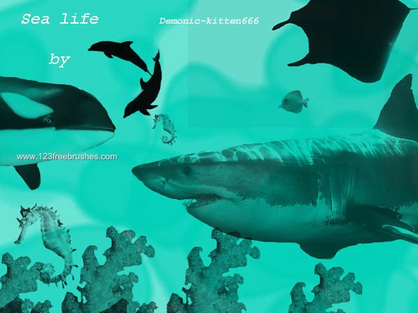 Sea Life – Shark