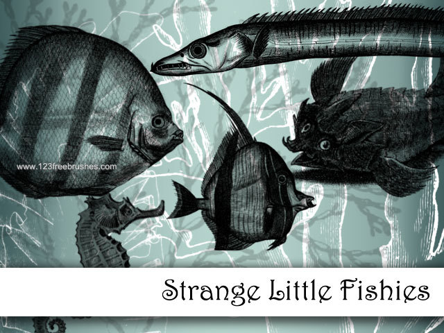 Strange Little Fishes