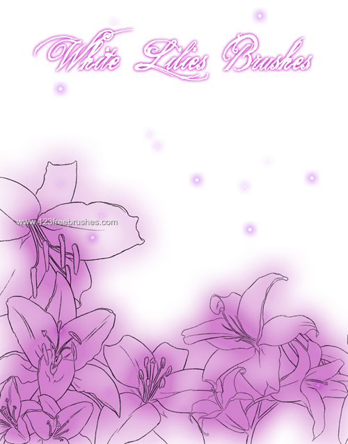 Lily Flowers Lily Flowers