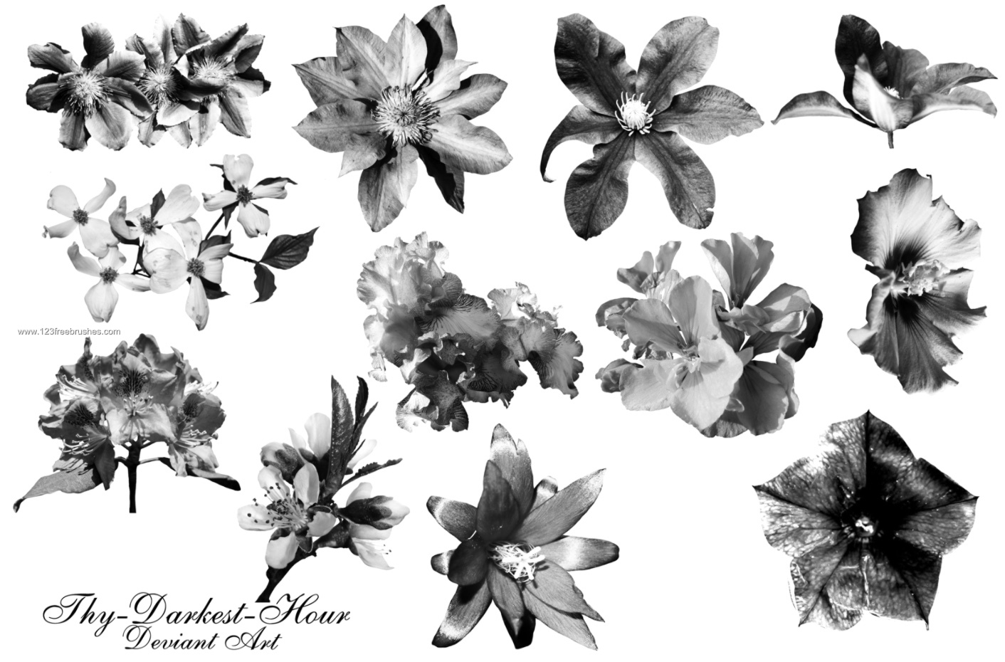 Flower Brushes Photoshop 7 Free Download