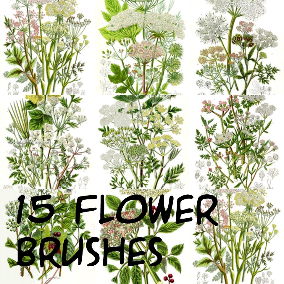 Flower Brushes Cs5