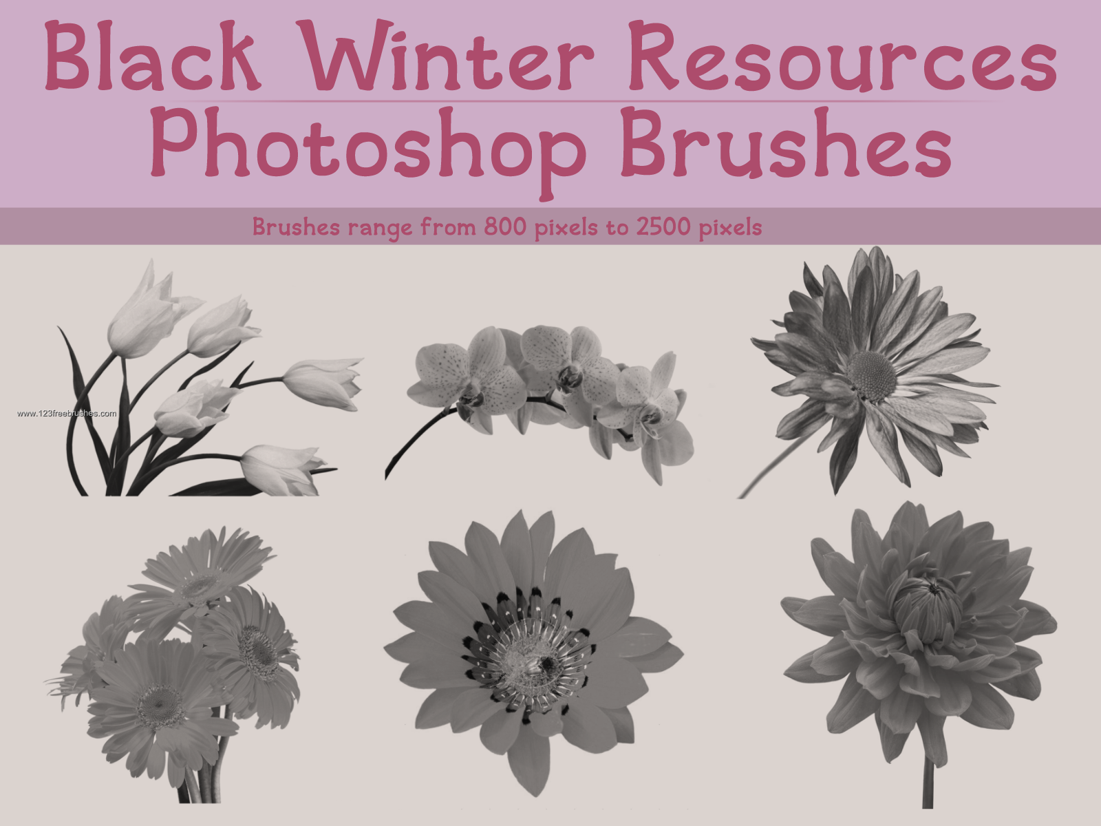 Flower Brushes Adobe