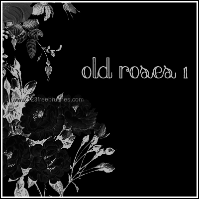 Old Rose Flowers