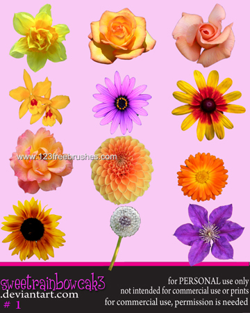 Rose – Sunflower – Daisy Flowers
