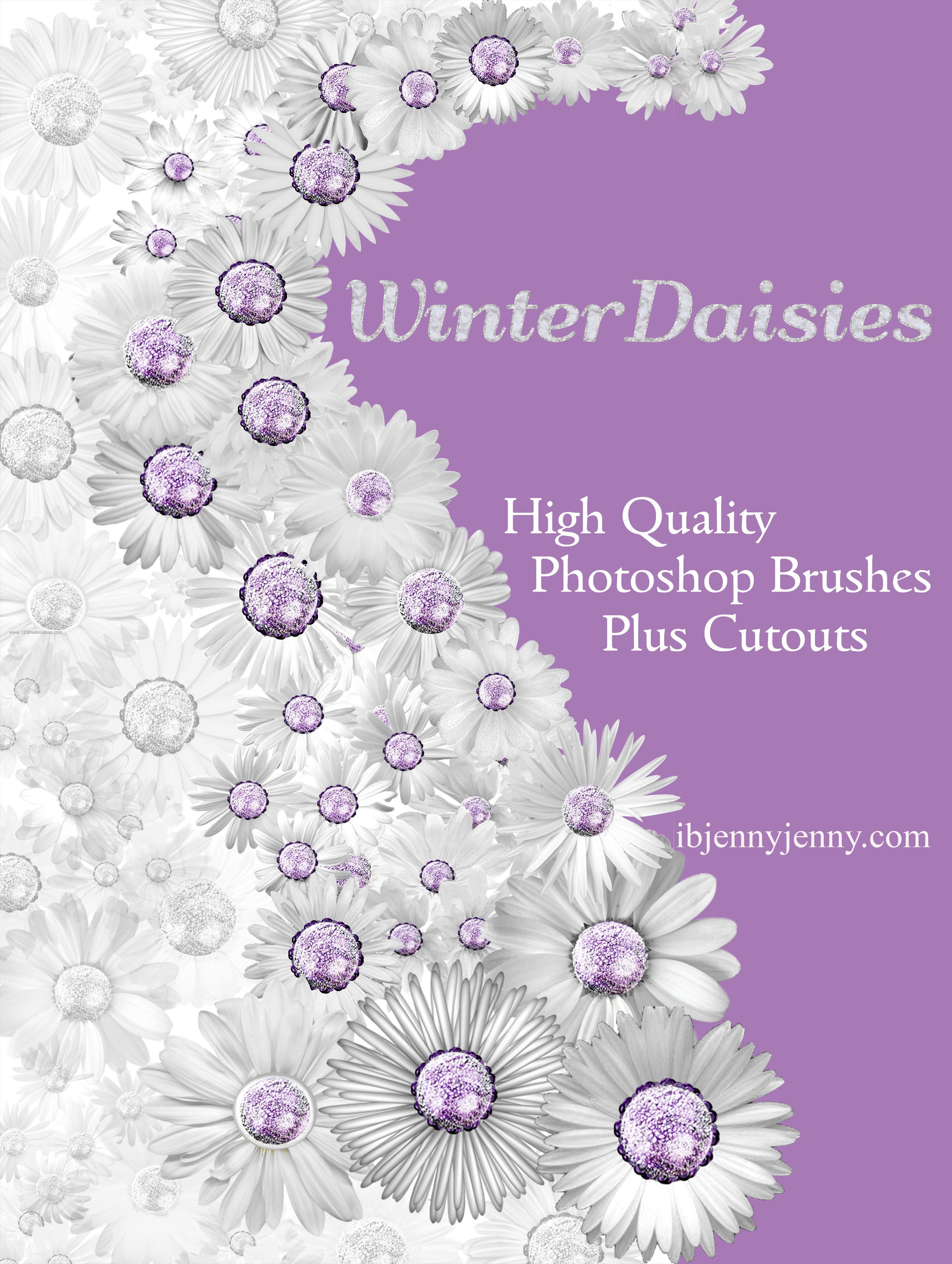 Winter Daisies