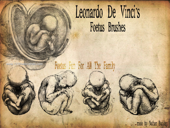De Vinci Fetus