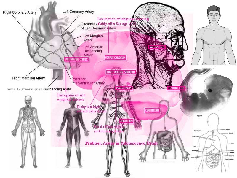 Humanoid Anatomy