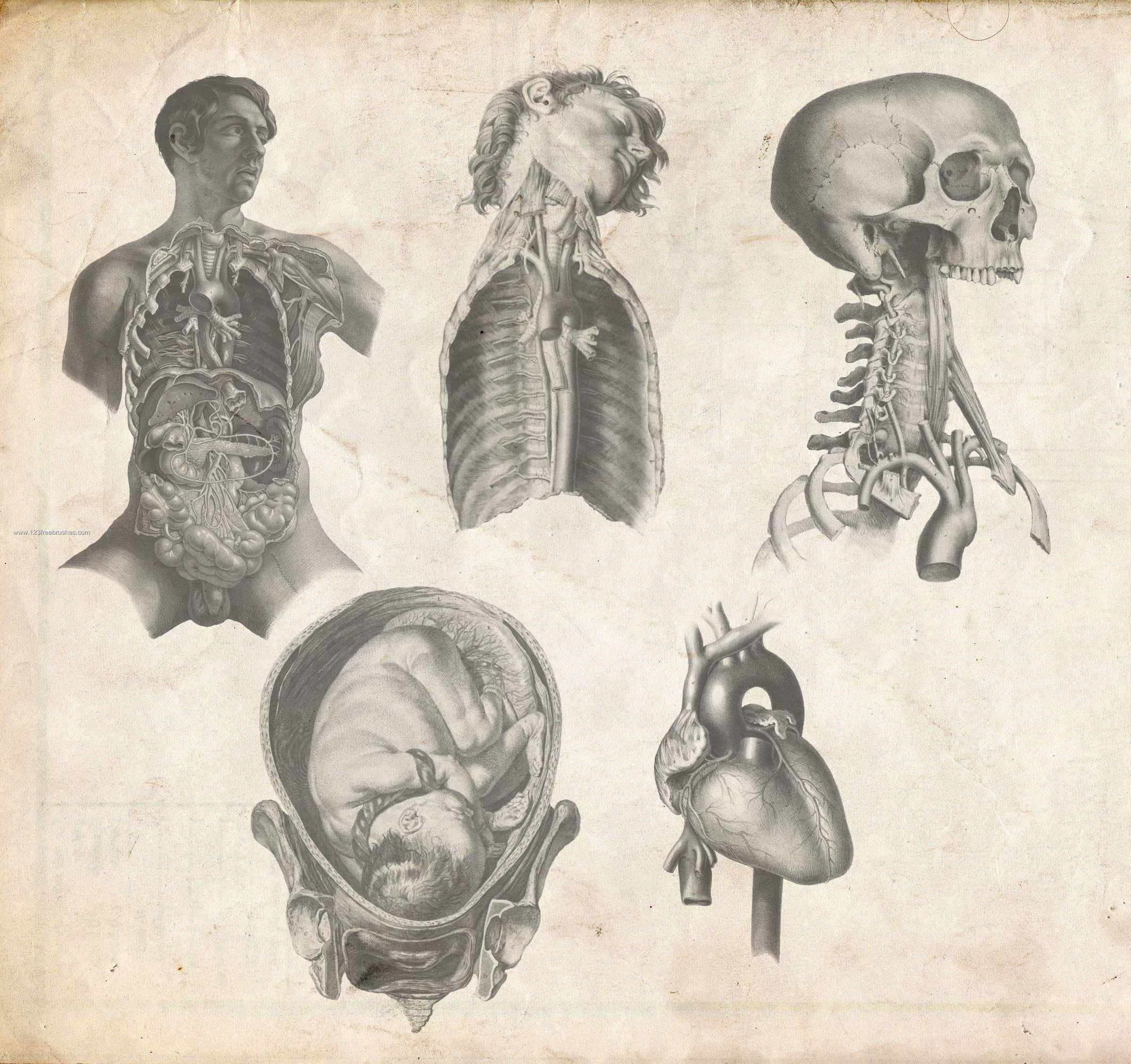 Old Anatomy