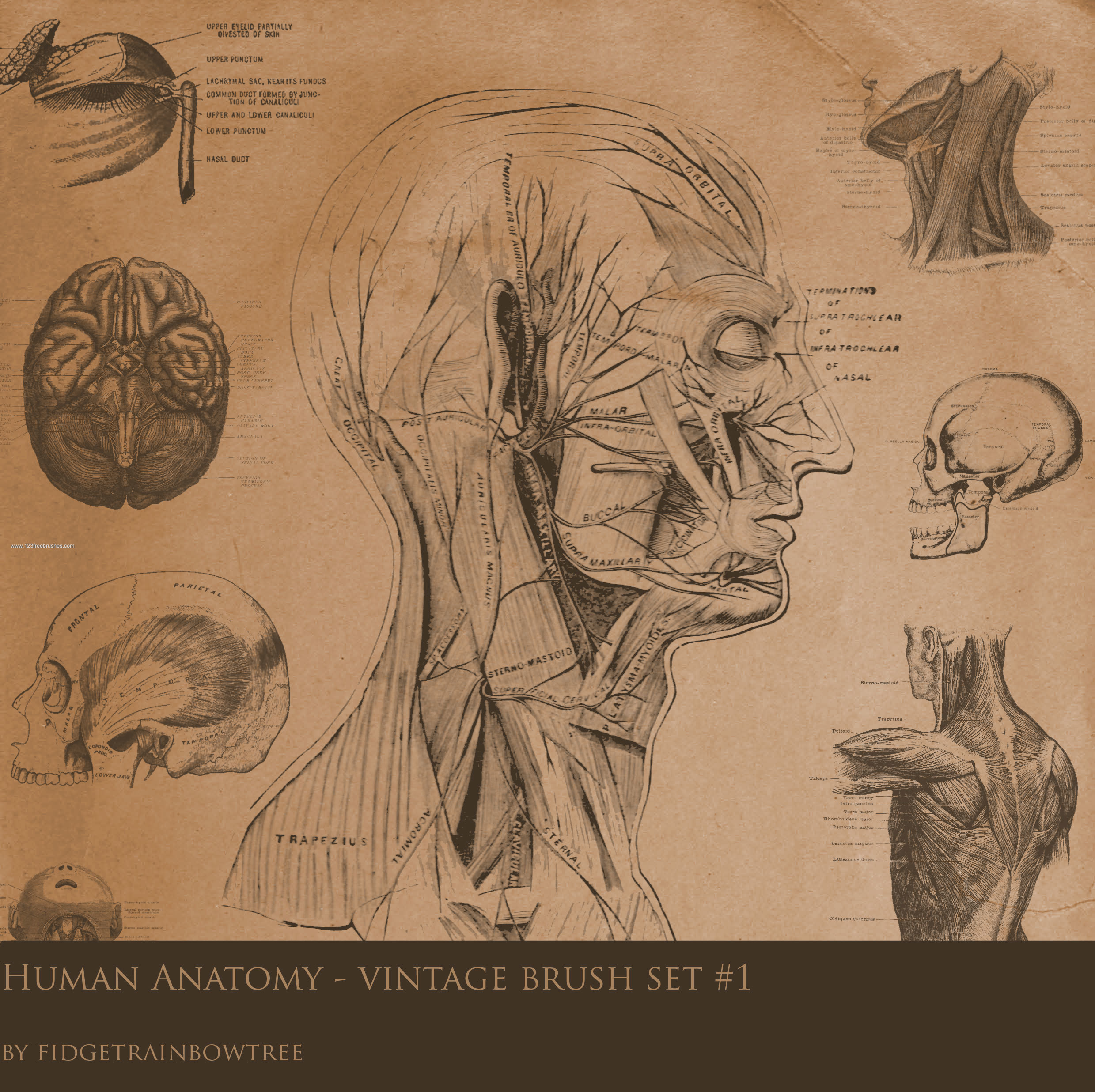 Vintage Anatomy