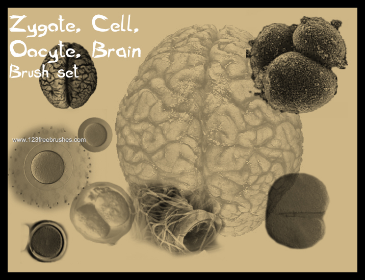 Zygote – Cell – Oocyte – Brain