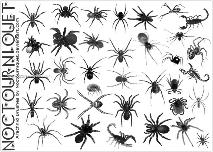 Arachnids – Eight Legged Things