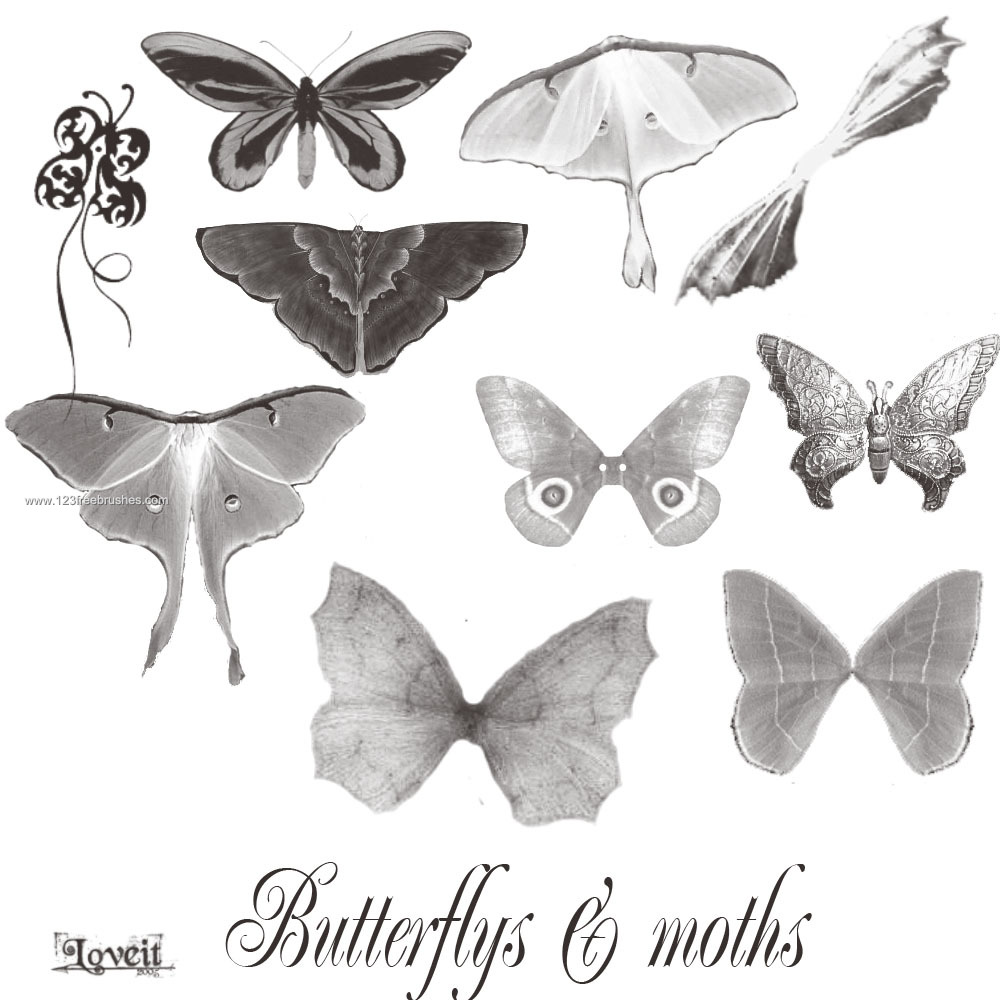 Butterflies and Moth