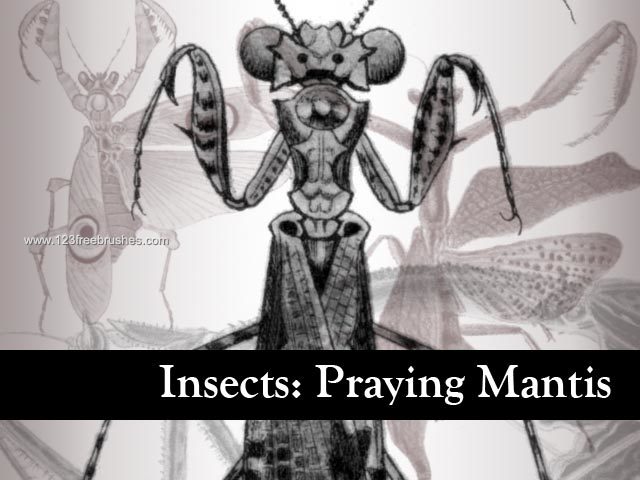Insects: Praying Mantis