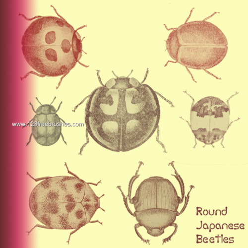 Round Japanese Beetles