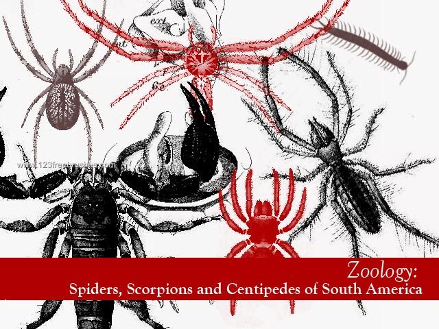 Spiders – Scorpions – Centipedes