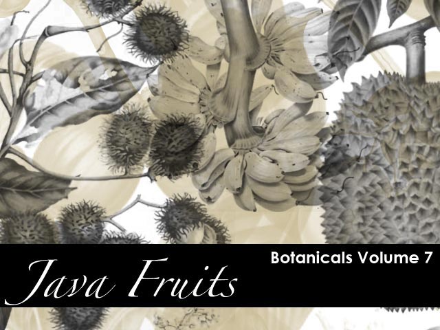 Botanicals- Java Fruits