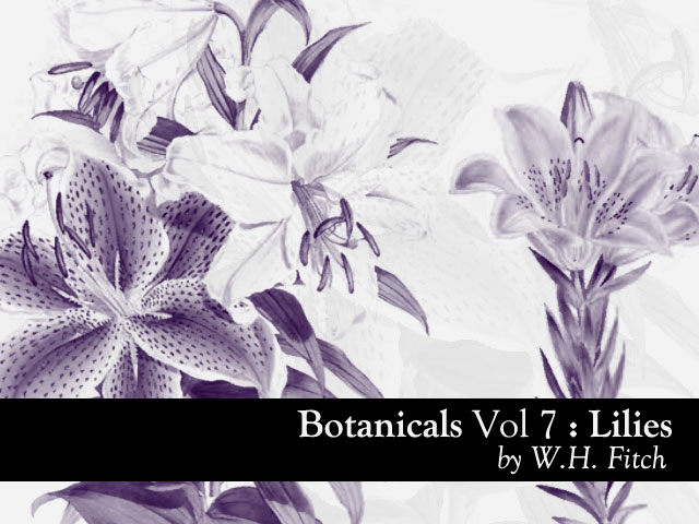 Botanicals Lilies