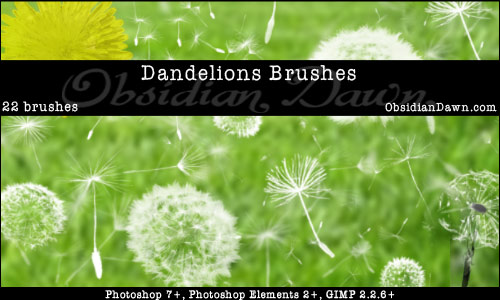 Dandelions and  Seeds