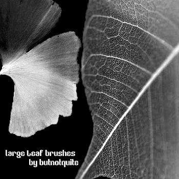 Large leaf