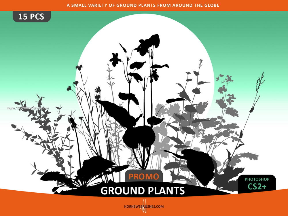 Ground Plants